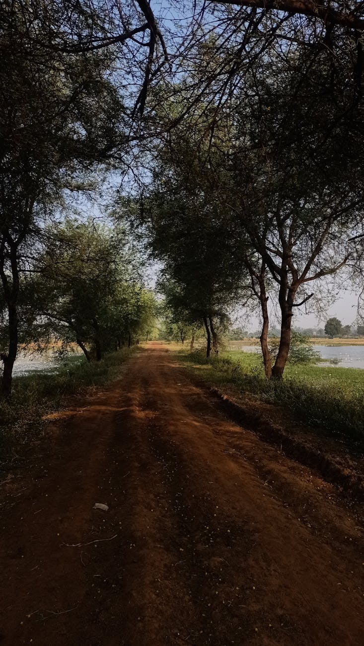 Tranquil dirt road through a lush forest by the water, perfect for peaceful walks.