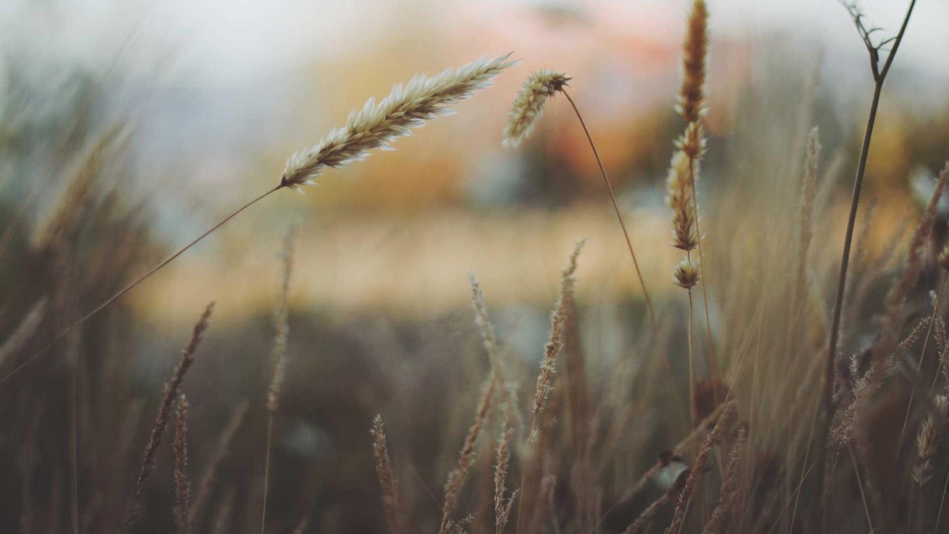 Random image from Lorem Picsum