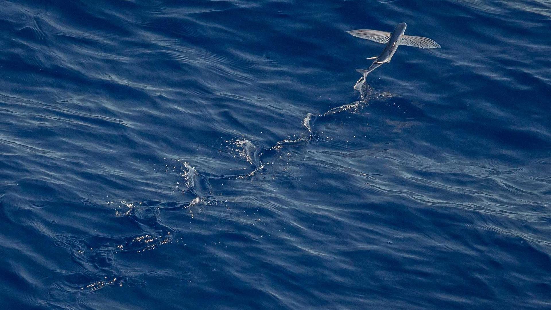 Random image from Lorem Picsum