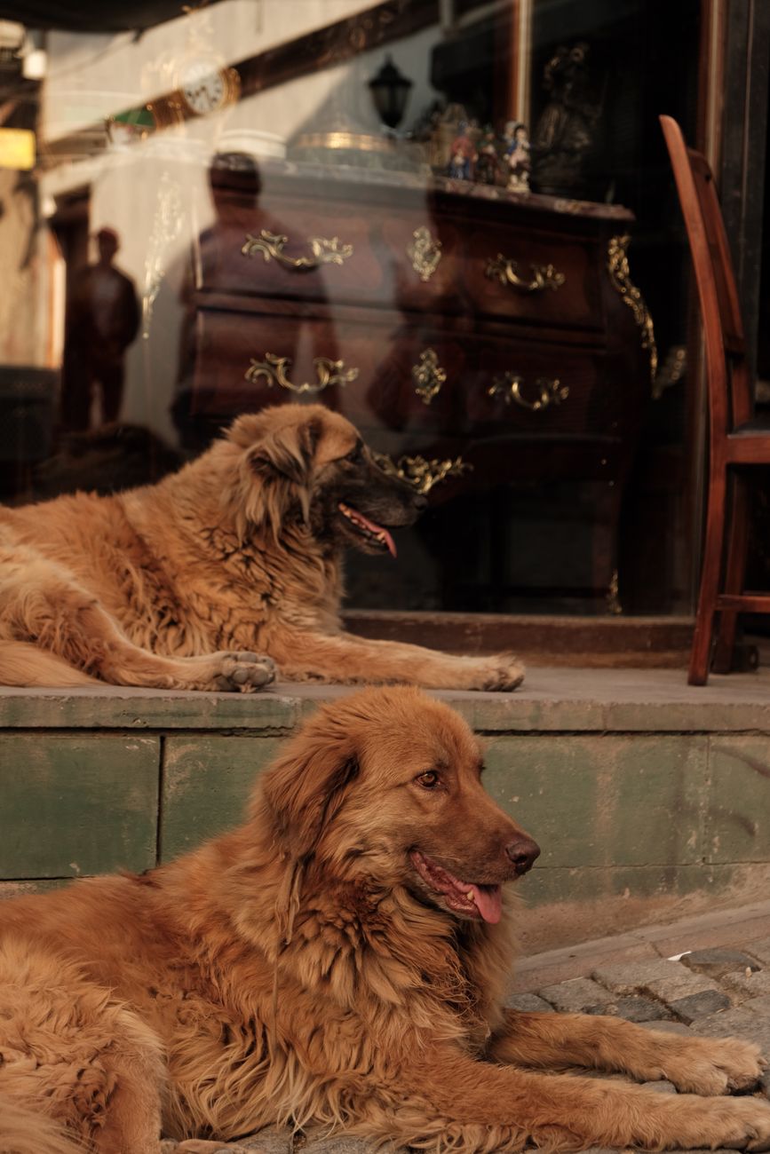 Two fluffy dogs resting on a city street, reflecting a calm urban vibe.