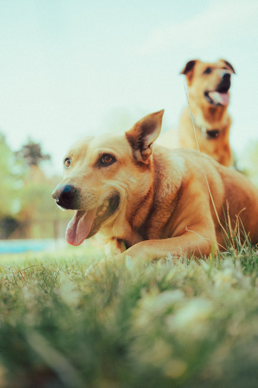 Two Labrador dogs enjoy a sunny day on a grassy lawn, exuding playful energy.