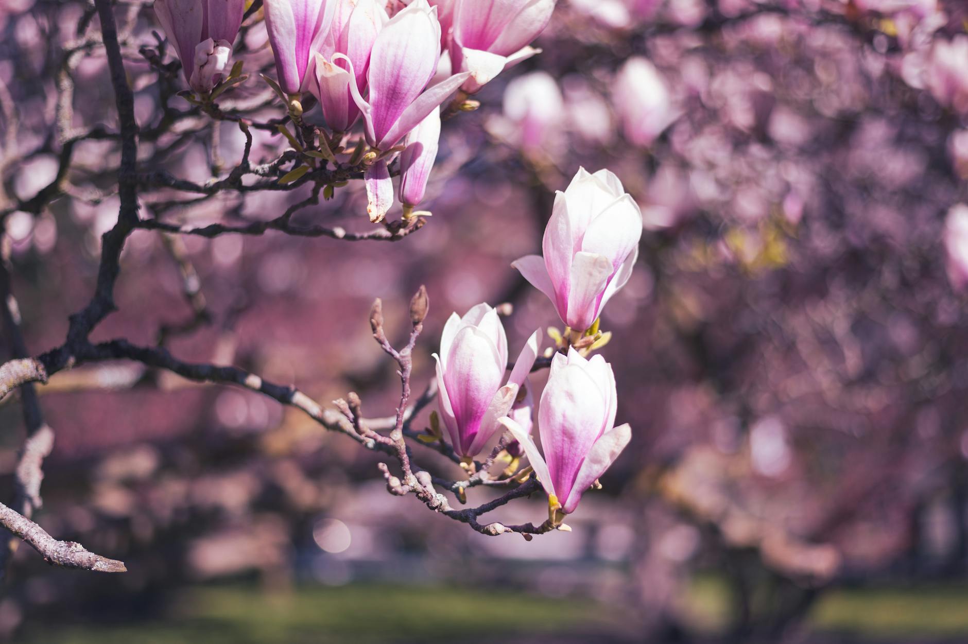 Close-up of stunning magnolia blossoms in spring, Karlovy Vary, Czech Republic.