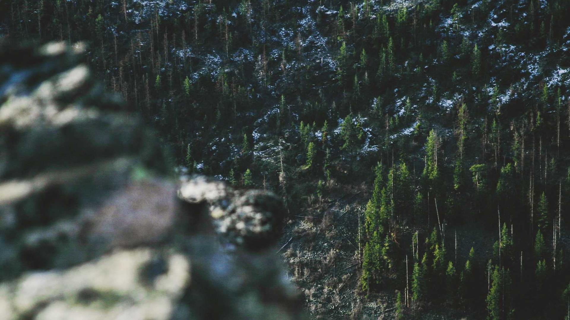 Random image from Lorem Picsum