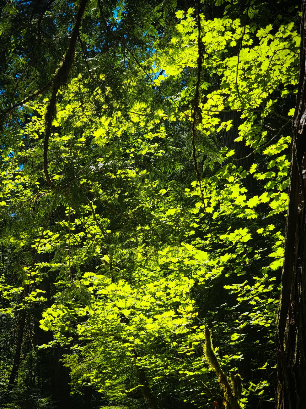 Bright sunlight filtering through a lush forest canopy, creating a vibrant, serene scene.