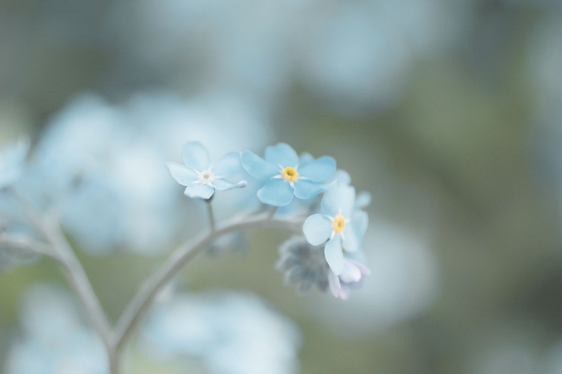 Close-up of beautiful blue forget-me-not flowers with soft focus background.