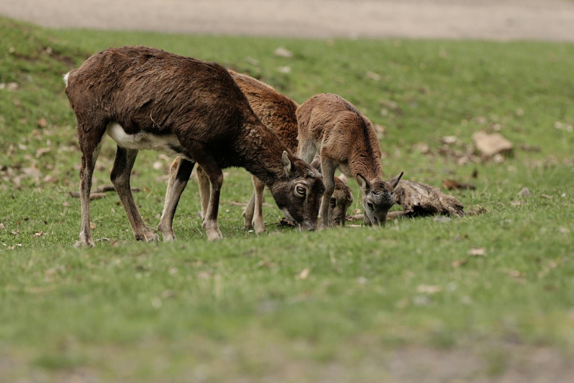 Mouflons grazing peacefully in a meadow, showcasing wildlife in its natural habitat.