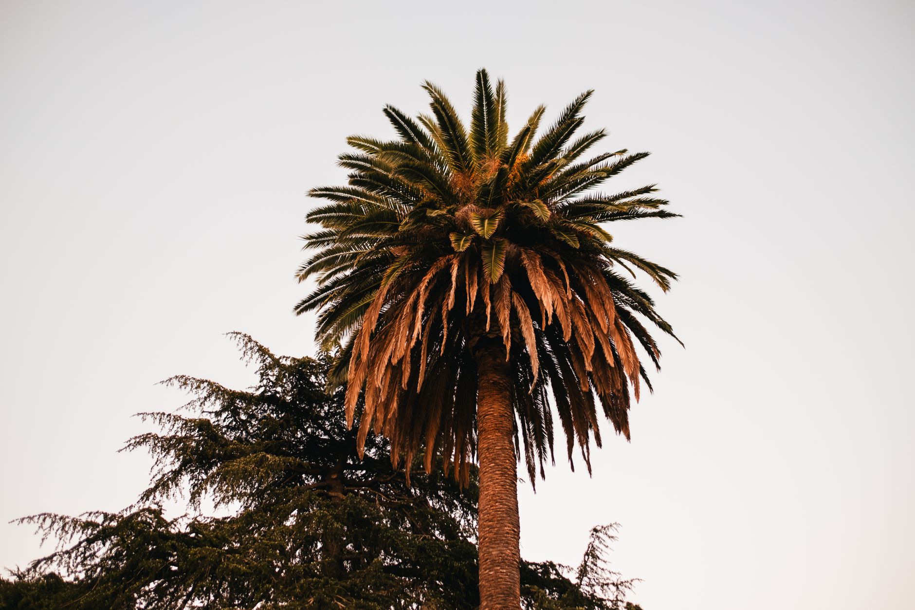 A tall palm tree with vibrant leaves set against a clear sky, showcasing tropical beauty.