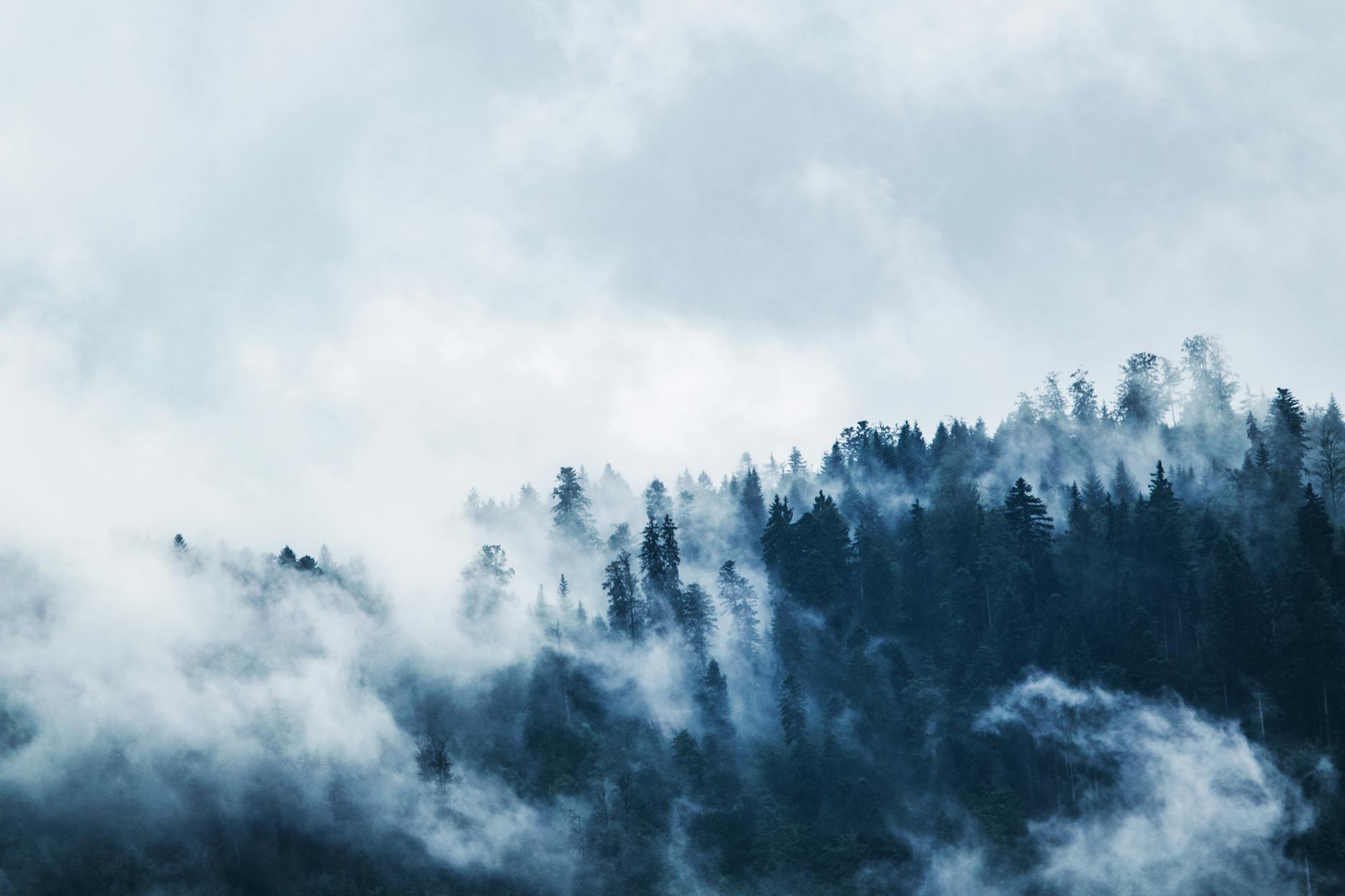 A serene view of a mist-covered forest on a mountain slope, creating a moody and mysterious atmosphere.