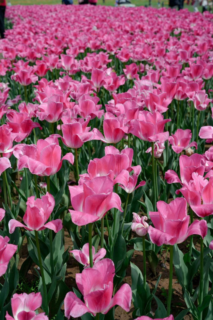 A stunning field filled with blooming pink tulips under daylight.
