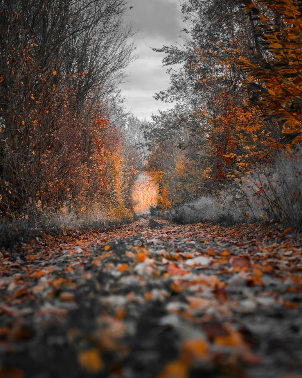 A picturesque autumn pathway with vibrant foliage in a Belgian forest.