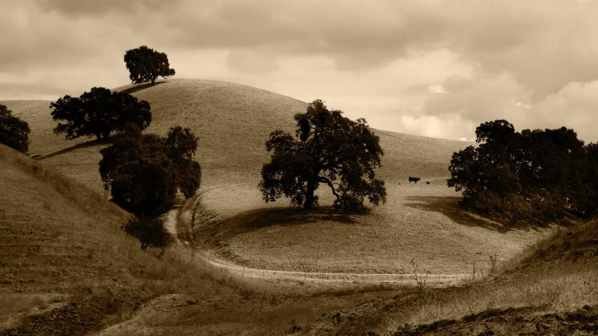 Random image from Lorem Picsum