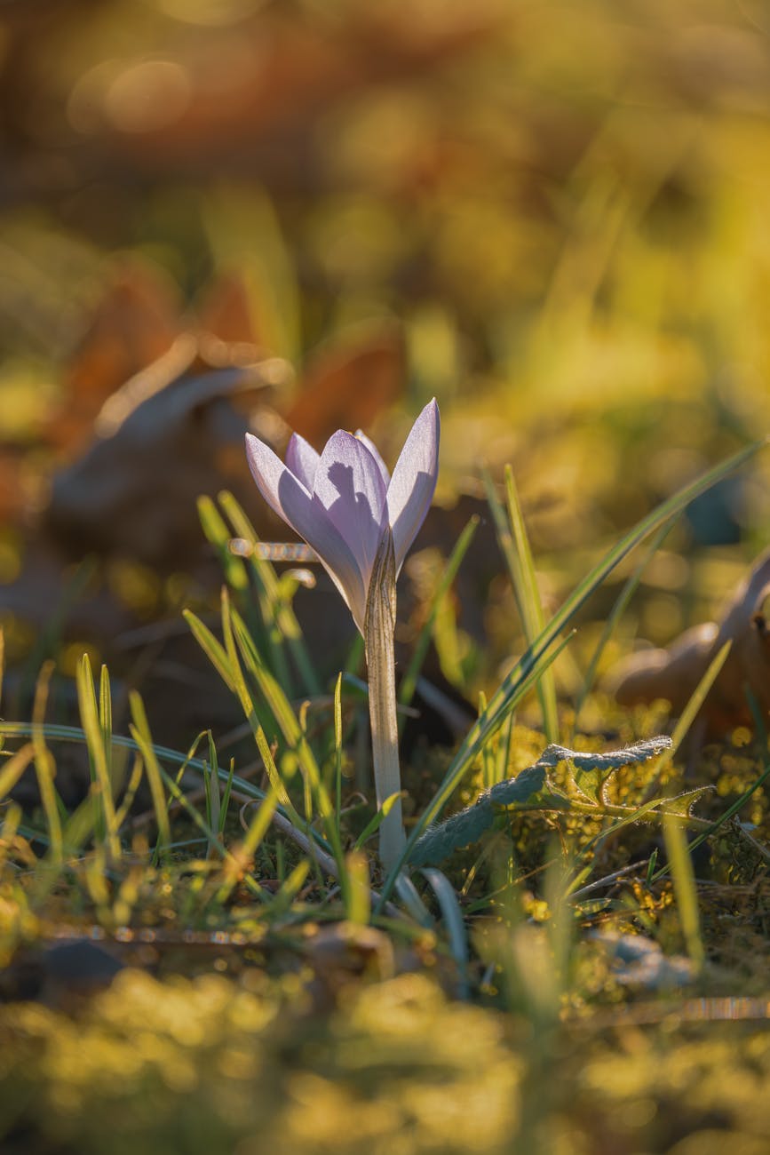 Close-up of a single purple crocus flowering amid green grass, capturing the essence of early spring beauty.