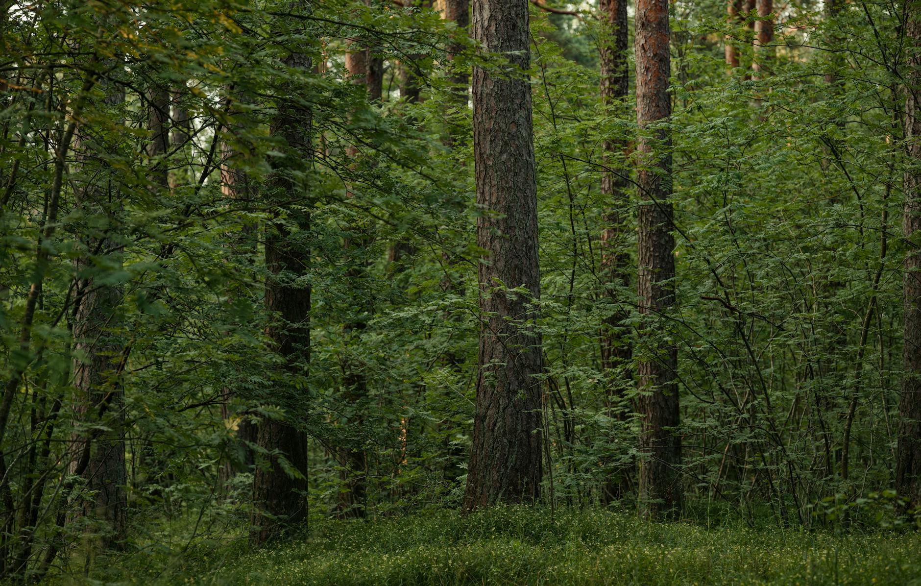 Peaceful view of a dense boreal forest with tall trees and lush undergrowth.