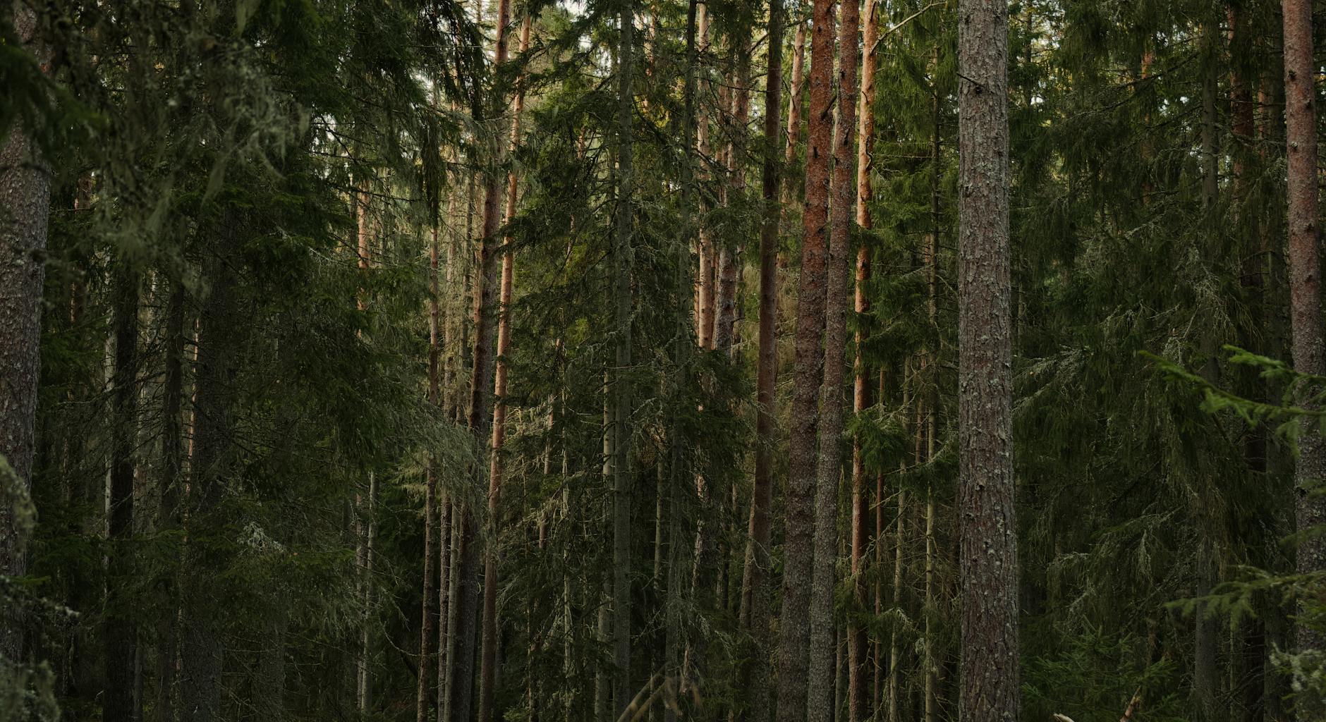 Dense evergreen forest featuring tall coniferous trees and lush greenery.