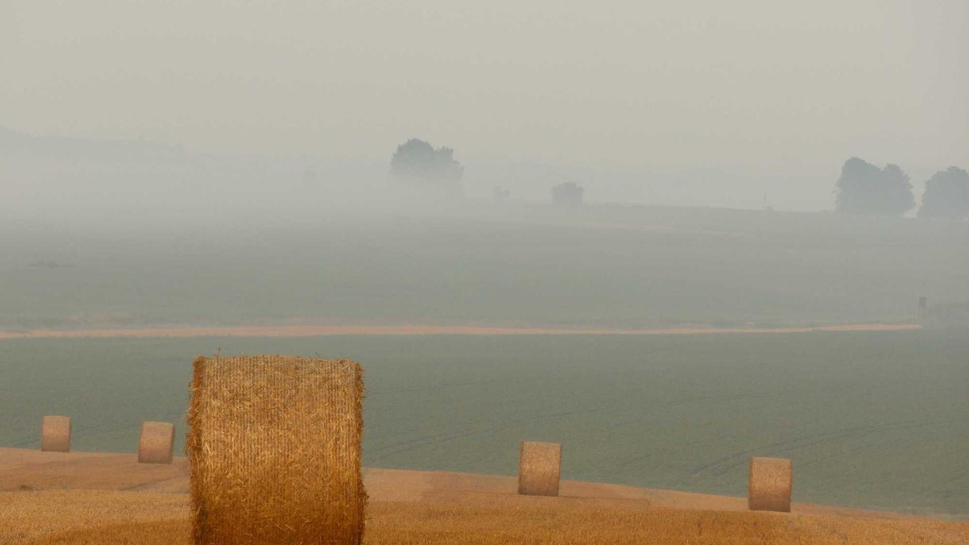 Random image from Lorem Picsum