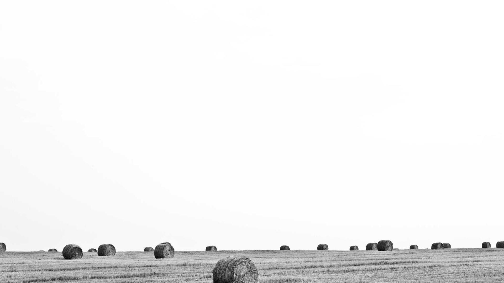 Random image from Lorem Picsum