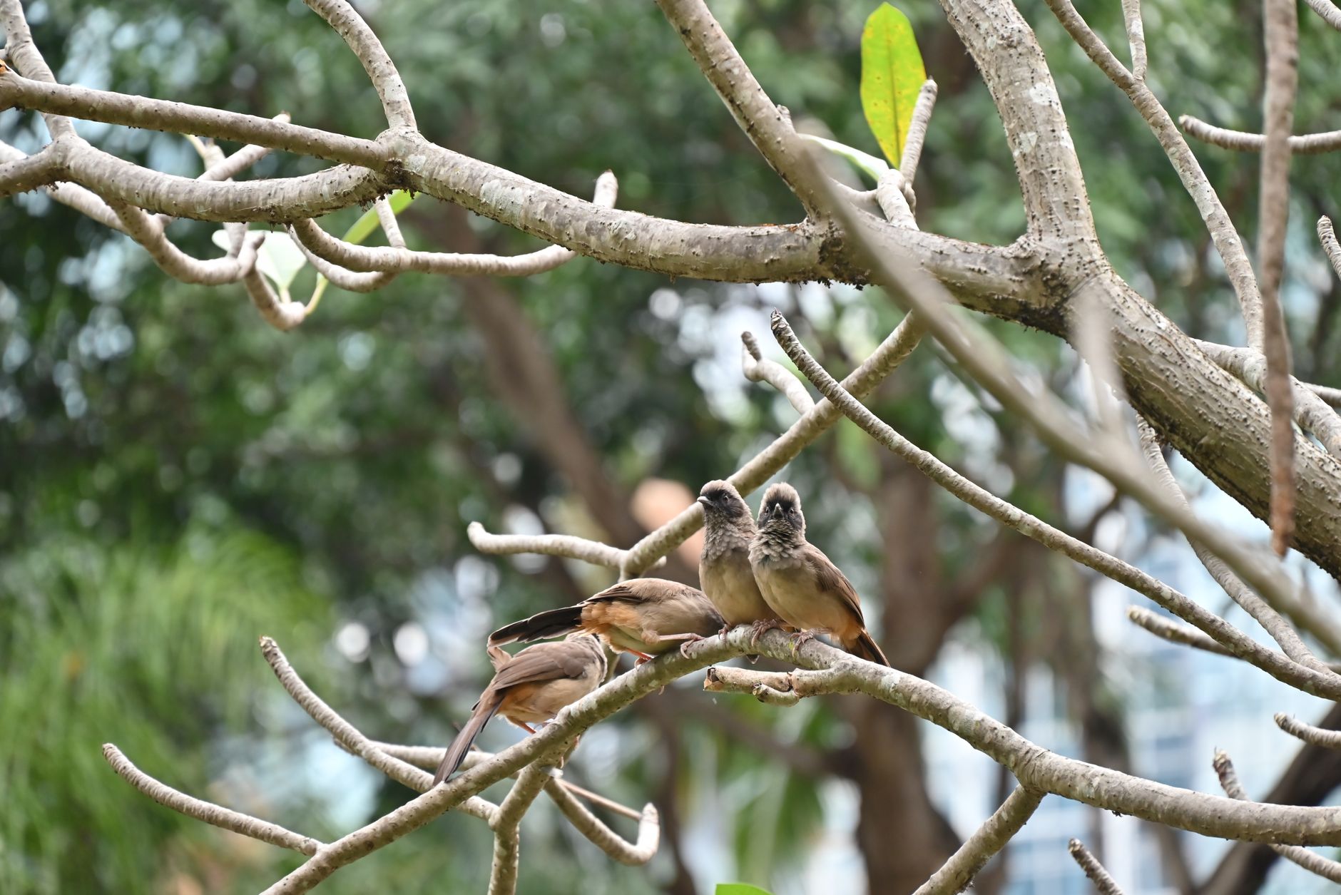 A serene image of two birds perched on a tree branch in a lush outdoor setting.