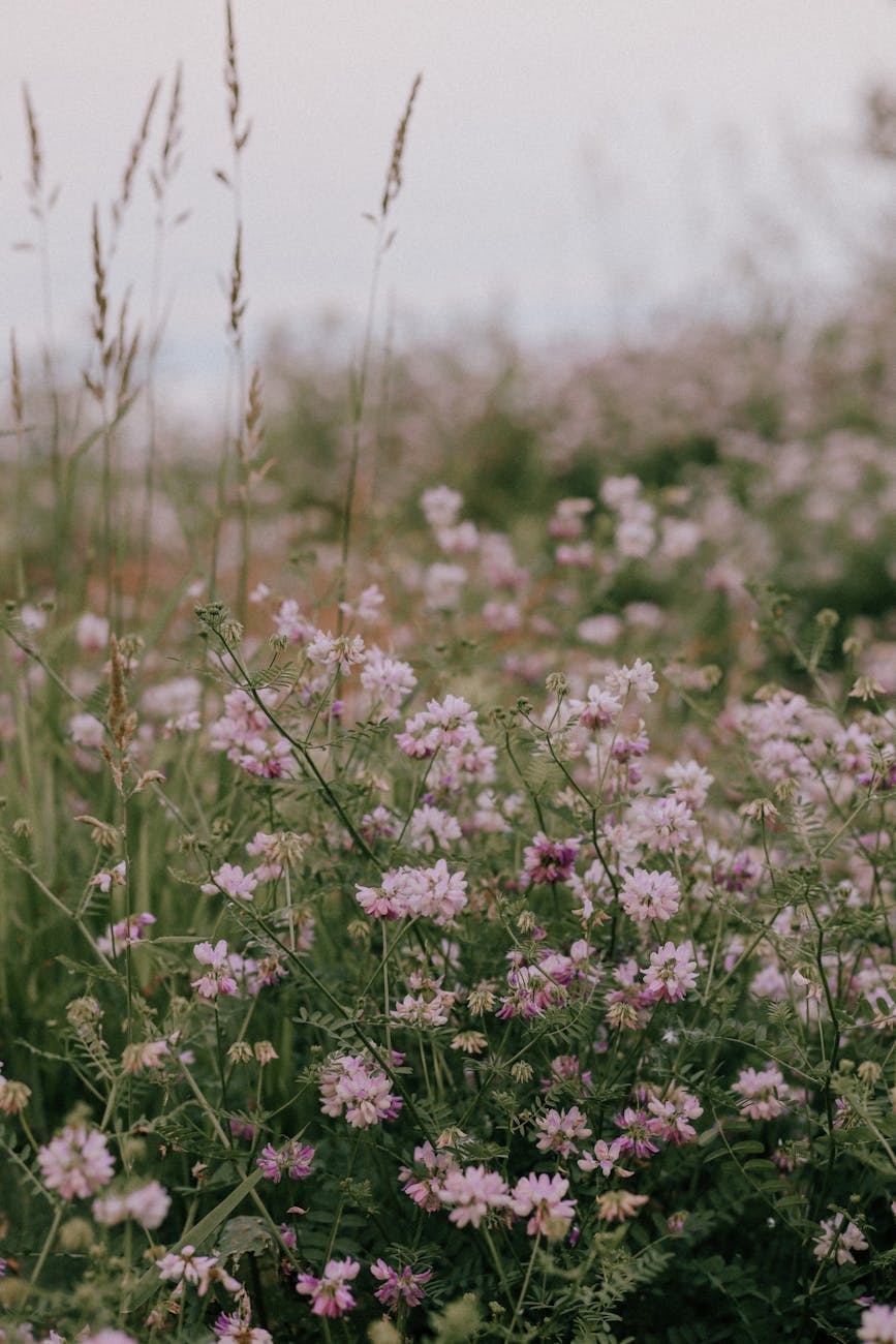 A peaceful wildflower meadow with purple blooms in Toronto, Ontario during summer.