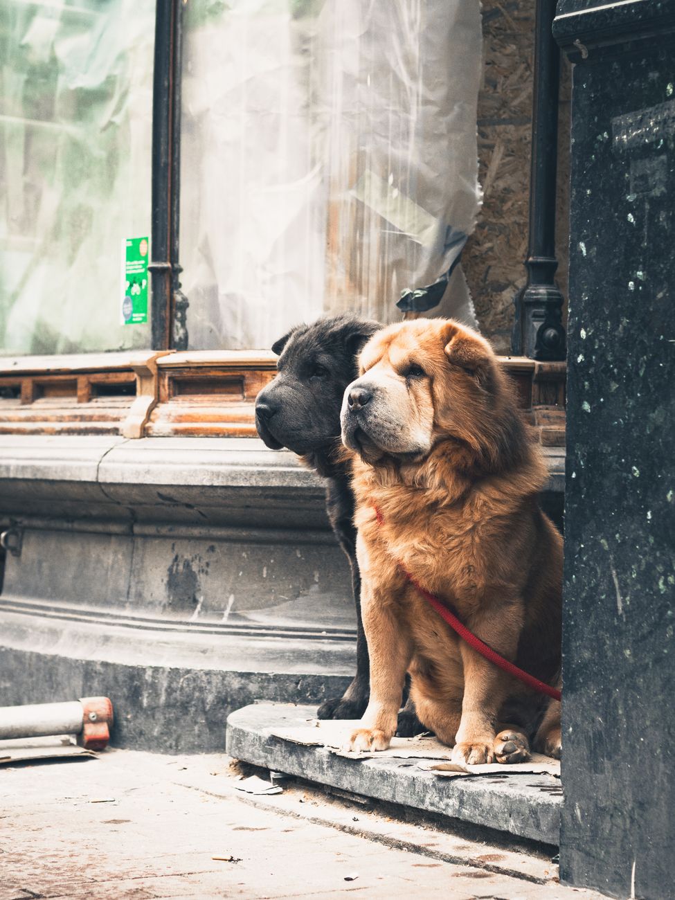 Two Chow Chows sit patiently outside a shop in Amsterdam, illustrating urban pet life.