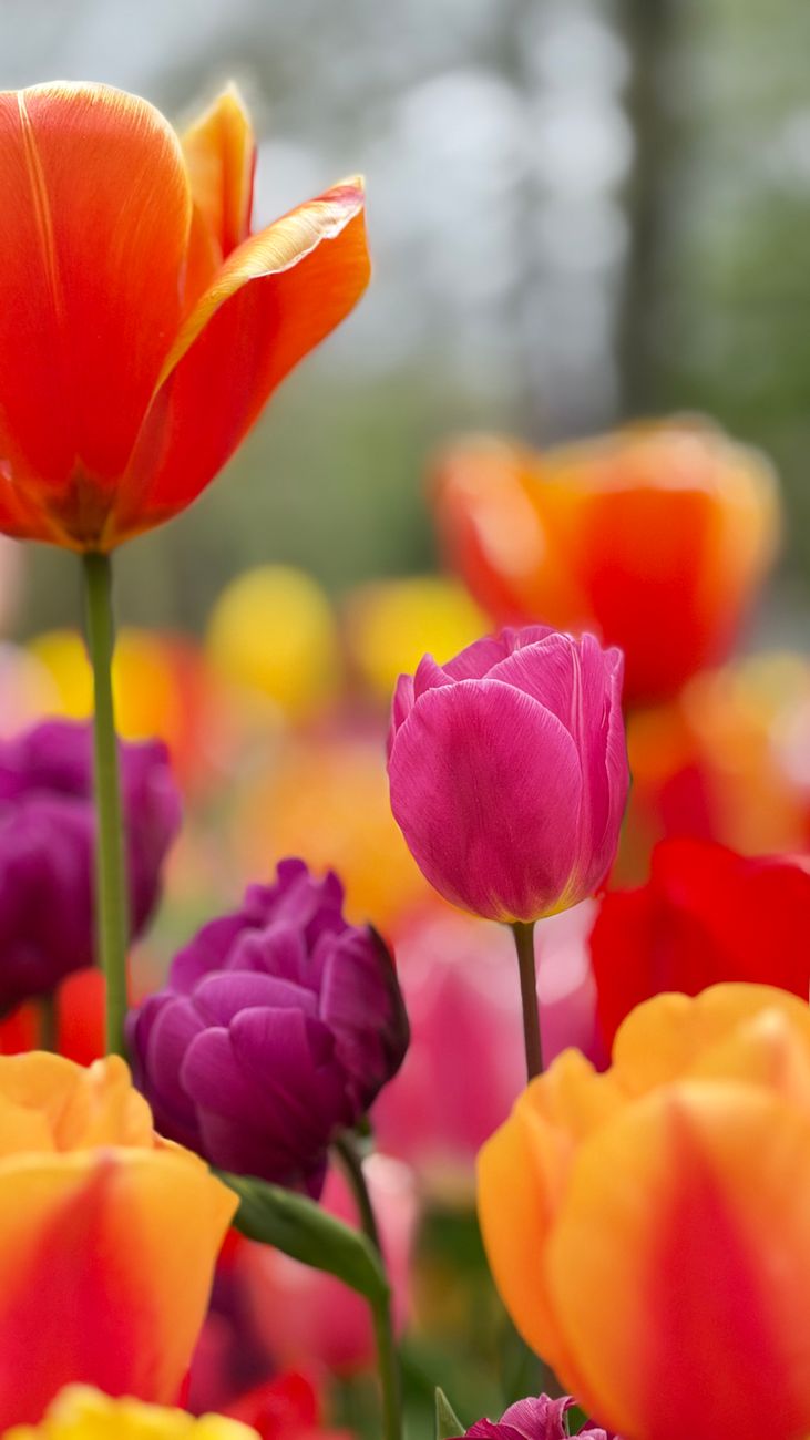 A beautiful display of multicolored tulips blooming in Lisse, Netherlands during spring.