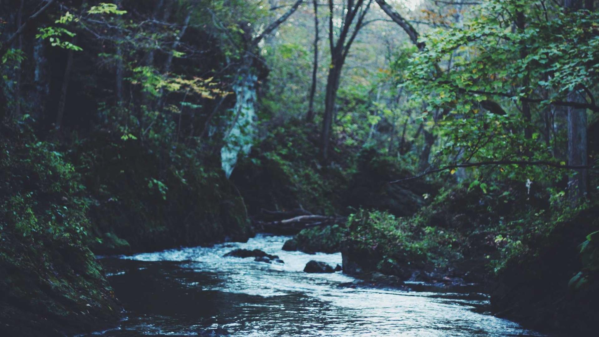 Random image from Lorem Picsum