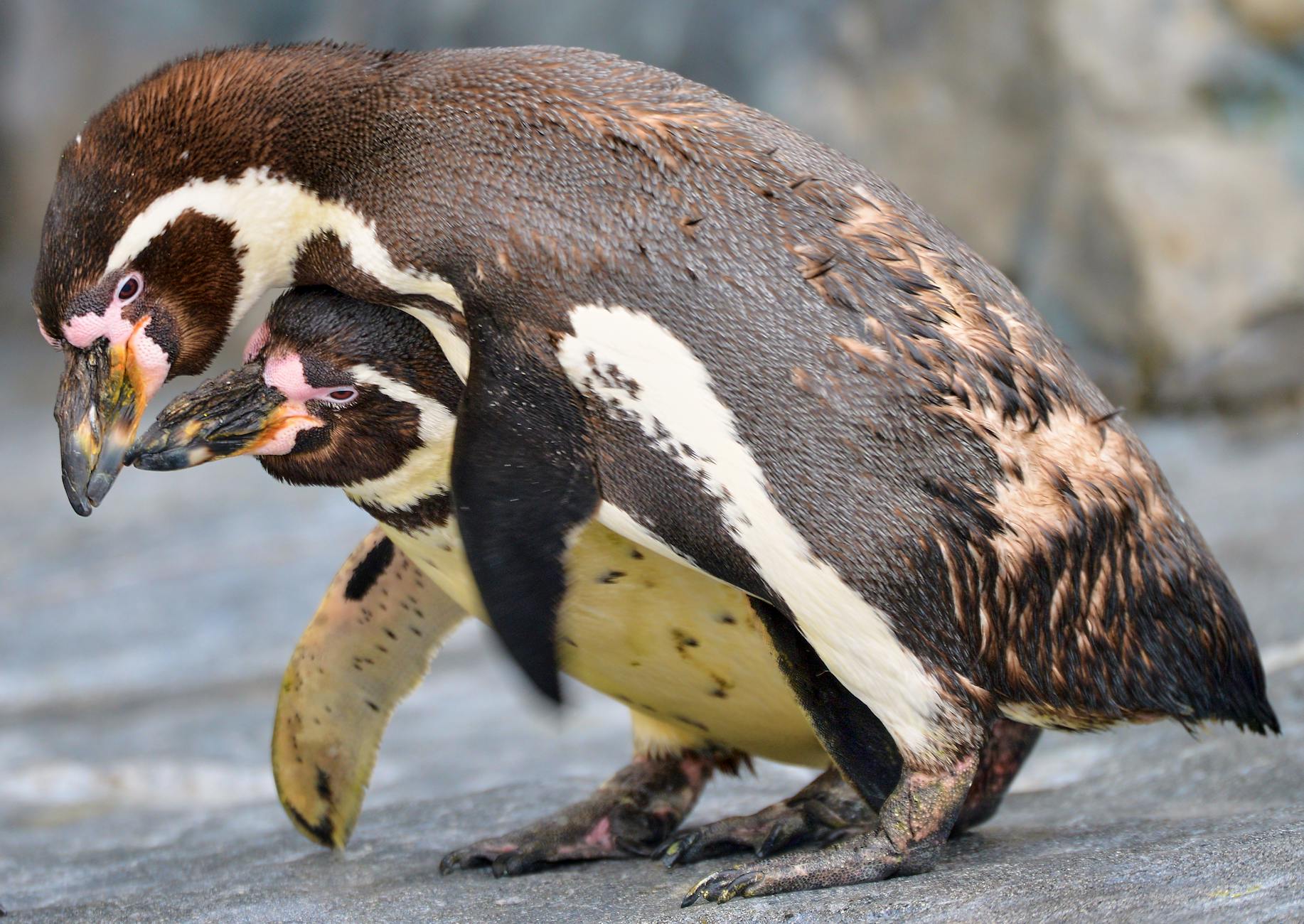 Humboldt penguins at a zoo in Hokkaido, Japan showcasing affection.