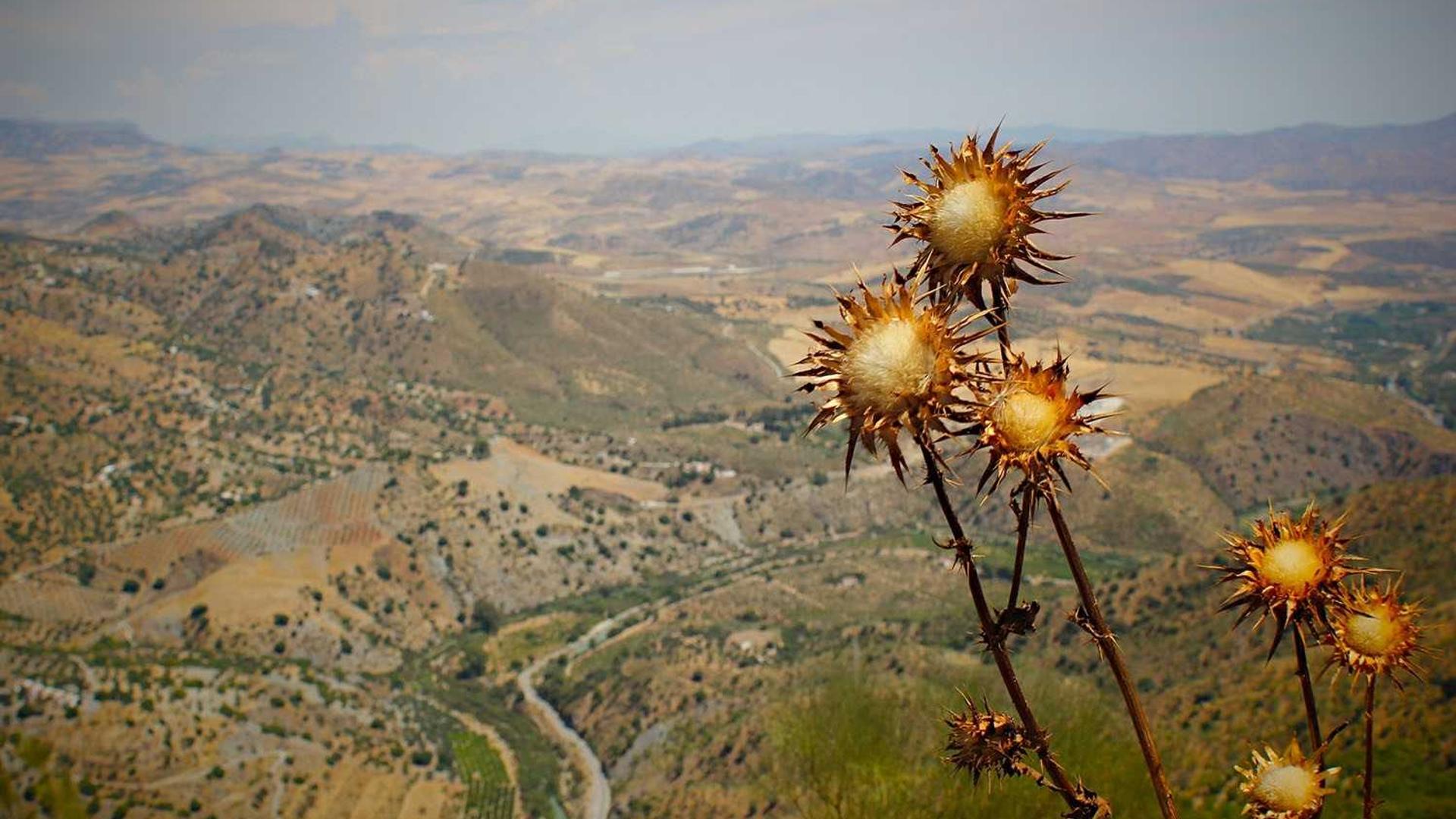 Random image from Lorem Picsum