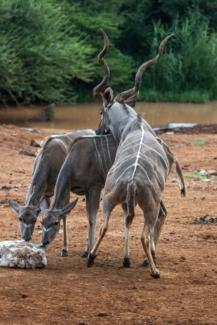A group of Kudus gathered at a waterhole during a safari in the wilderness.