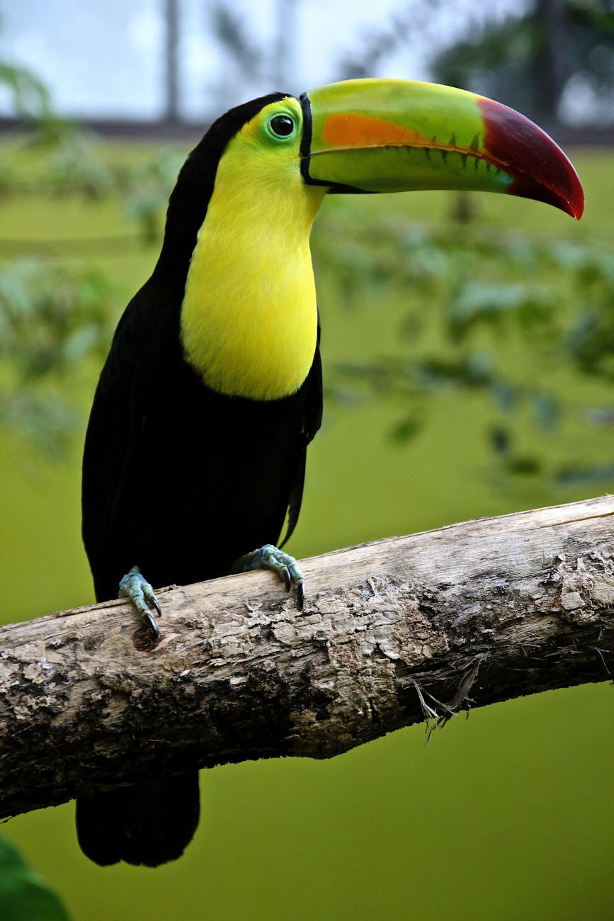 Colorful keel-billed toucan perched on a branch in lush greenery, showcasing its vibrant beak.