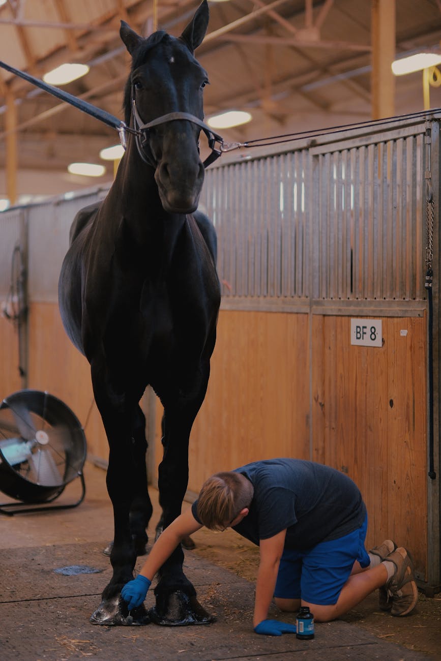 Farrier kneeling while trimming the hooves of a black horse in a stable.