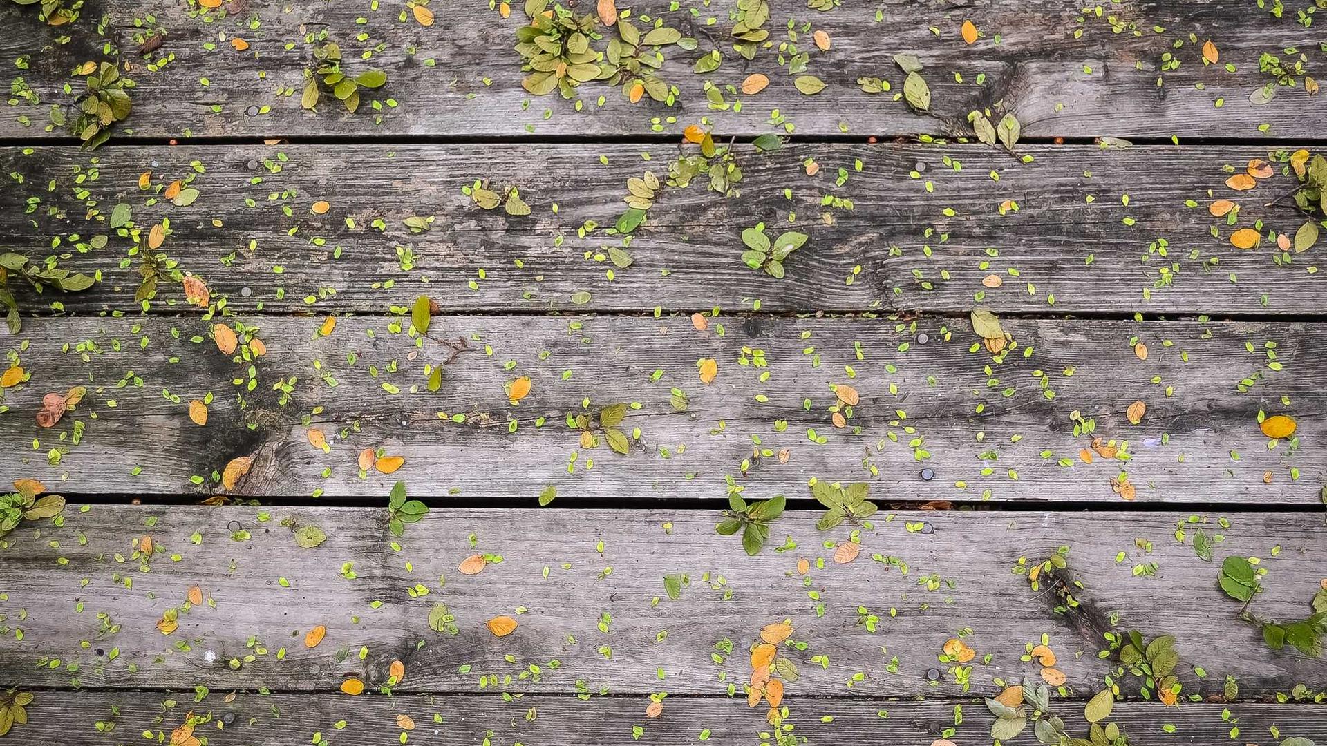 Random image from Lorem Picsum