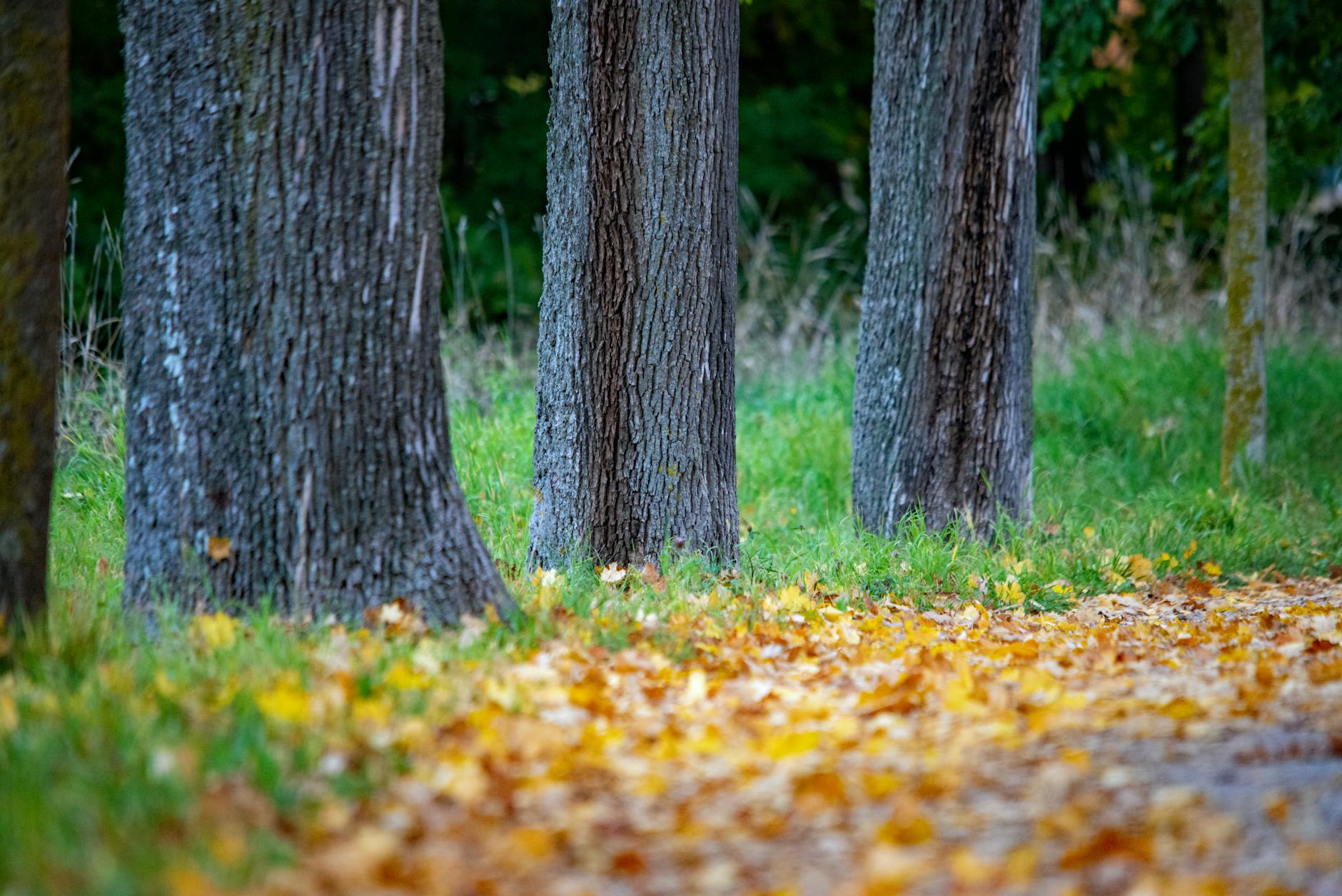 Idyllic autumn scene with trees and fallen leaves on a quiet path in Ingolstadt, Germany.
