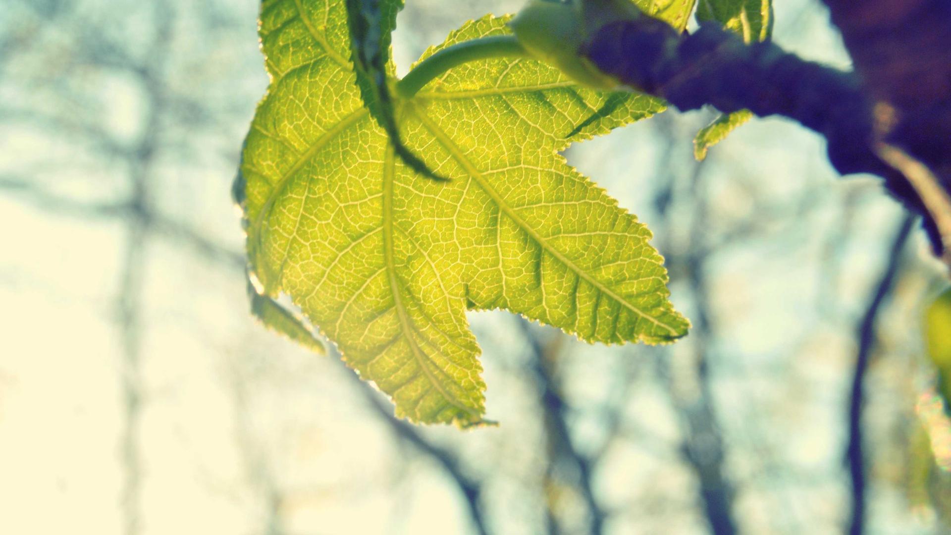 Random image from Lorem Picsum