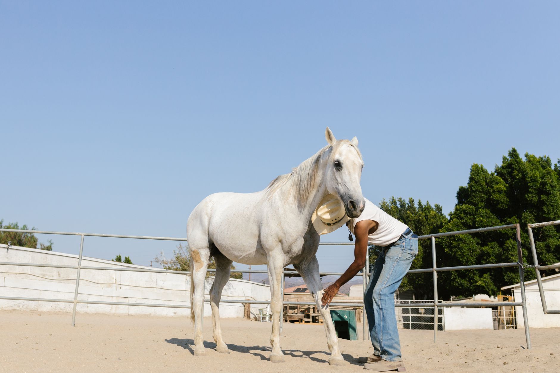 A man caring for a white horse in a sunny rural ranch setting.