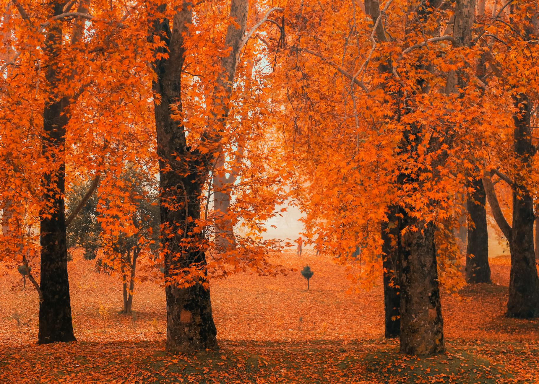 Stunning autumn scene with vivid orange leaves in a tranquil forest.