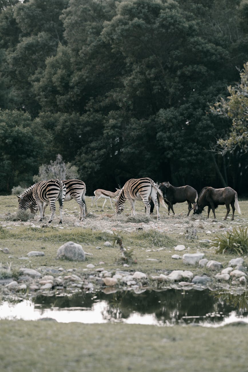 Zebras and wildebeests grazing by a river in the wild, surrounded by trees.
