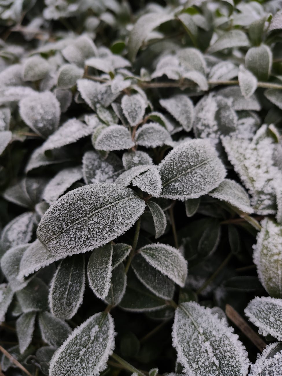 Detailed close-up of frosted leaves, highlighting nature's winter beauty.