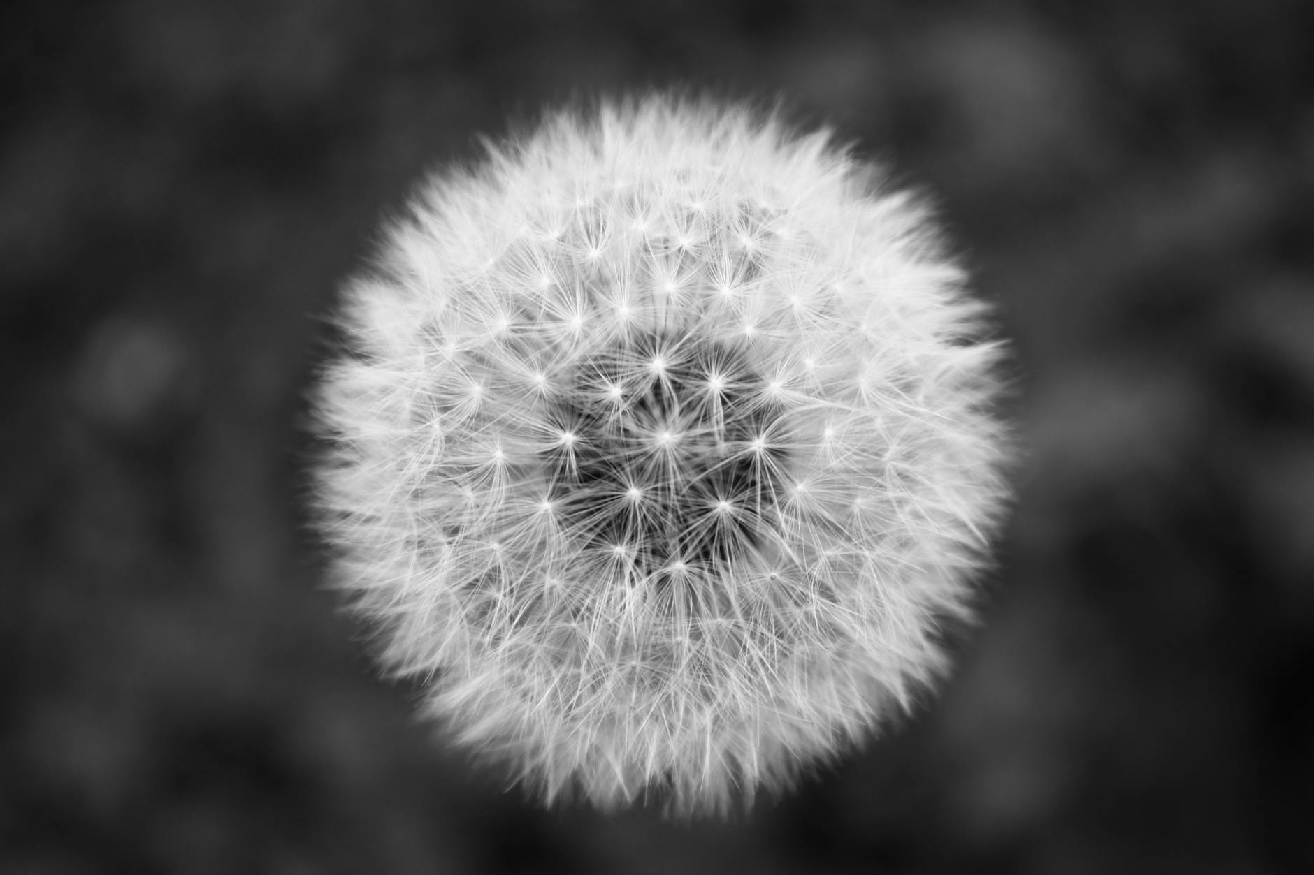 Stunning black and white close-up of a dandelion showcasing its intricate details.