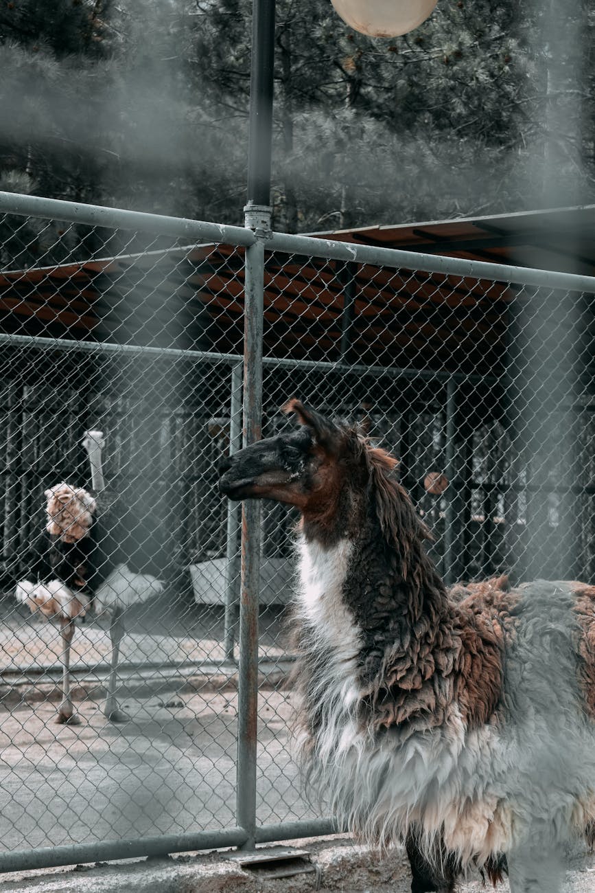 A llama standing behind a wire fence in a zoo exhibit, showcasing its fur and natural habitat.