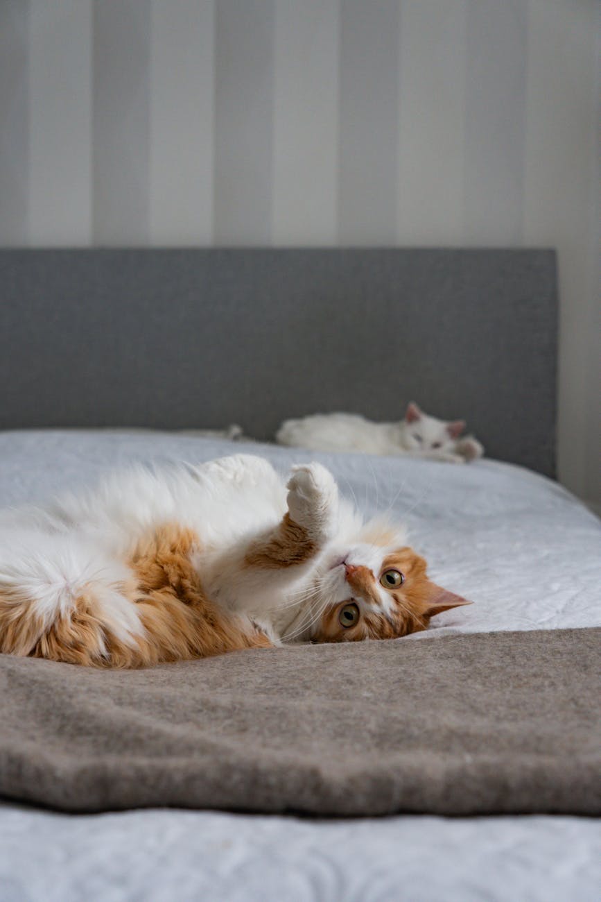 A fluffy ginger cat lounging casually on a bed, exuding a calm and cozy atmosphere.