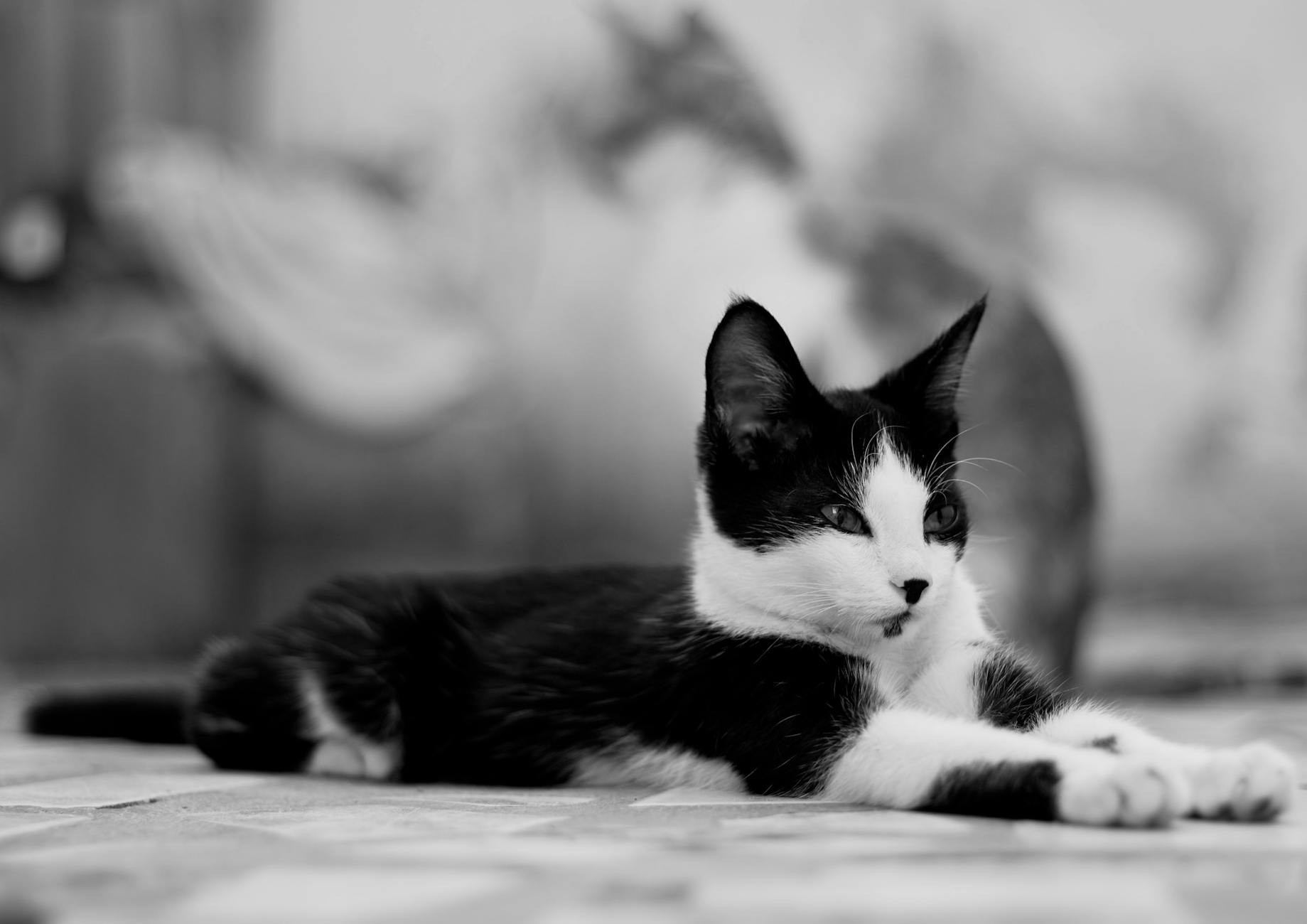 A black and white cat stretches out leisurely on the floor, creating a serene and calm atmosphere.