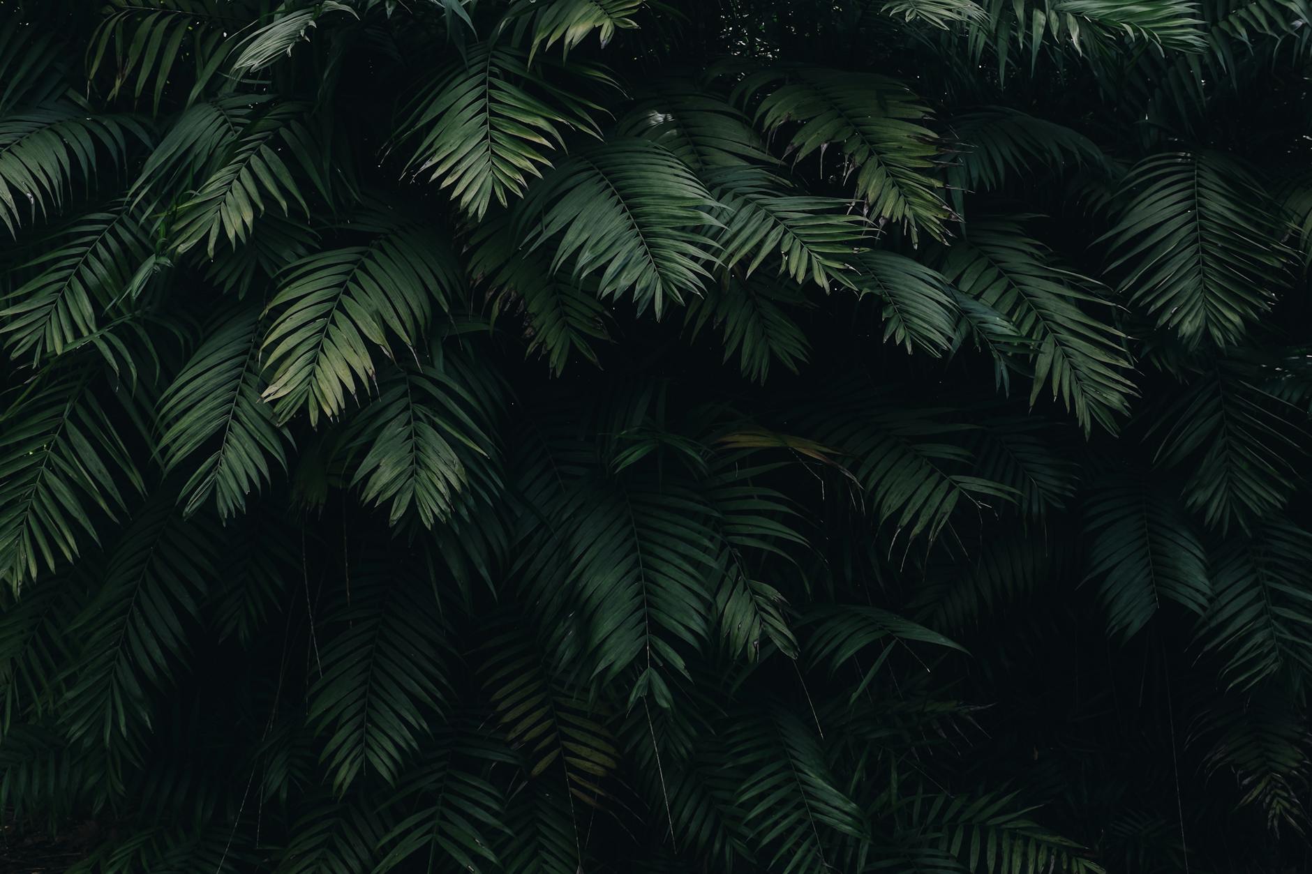 A detailed capture of dense dark green tropical fern leaves, perfect for nature-themed designs.