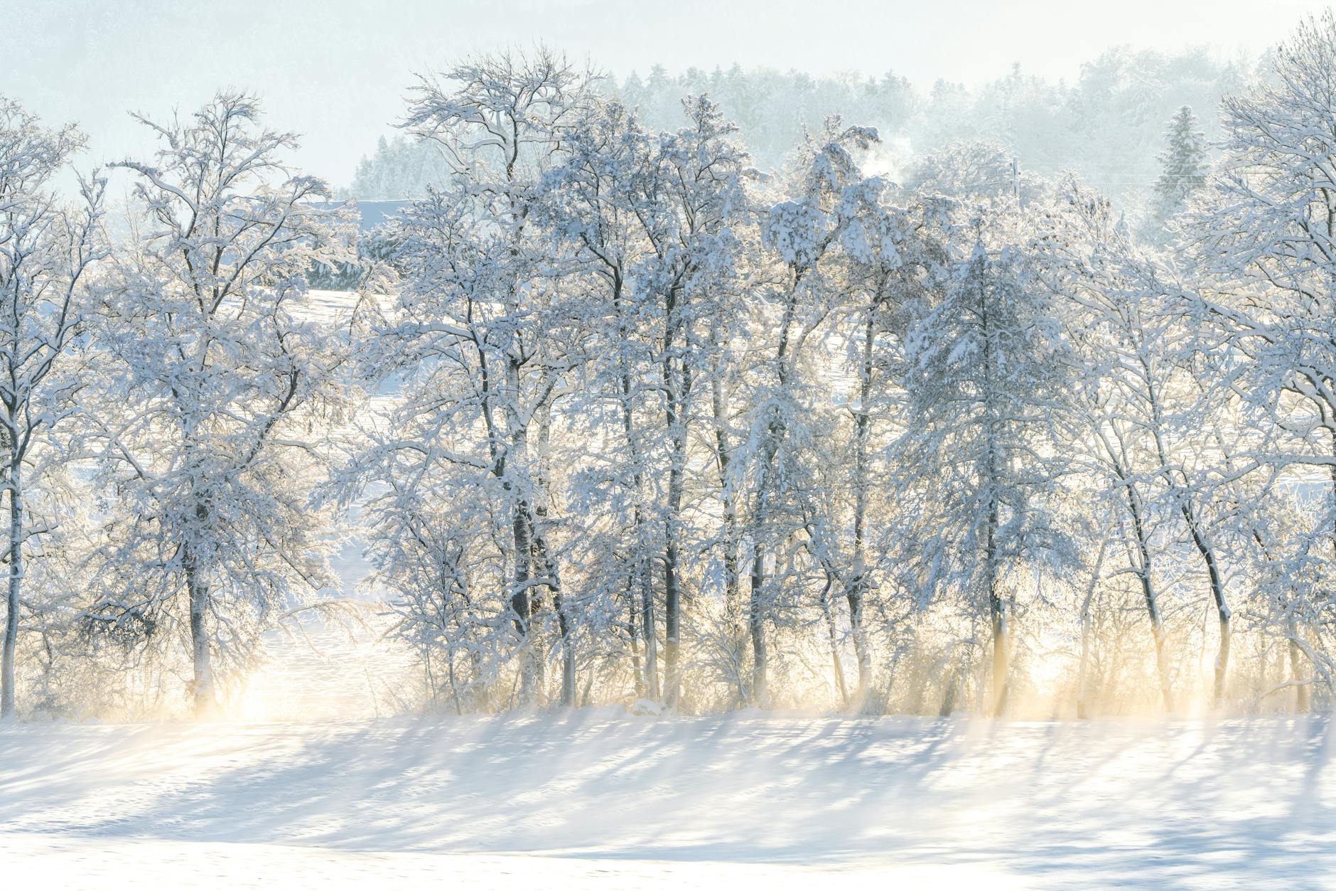 Snow-covered trees in a tranquil winter scene in Lutry, Switzerland.