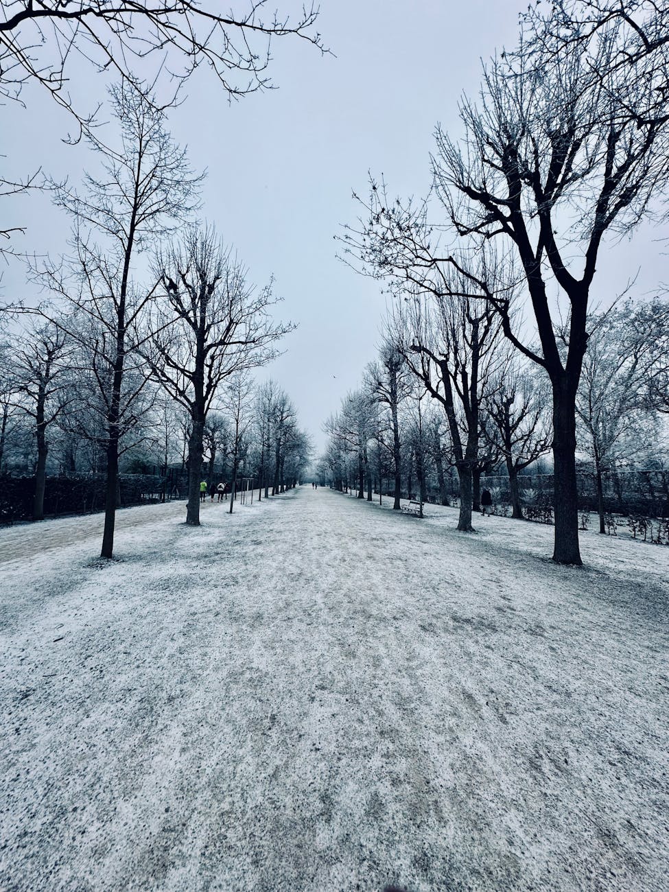 Snow-covered path lined with bare winter trees in Vienna, Austria.