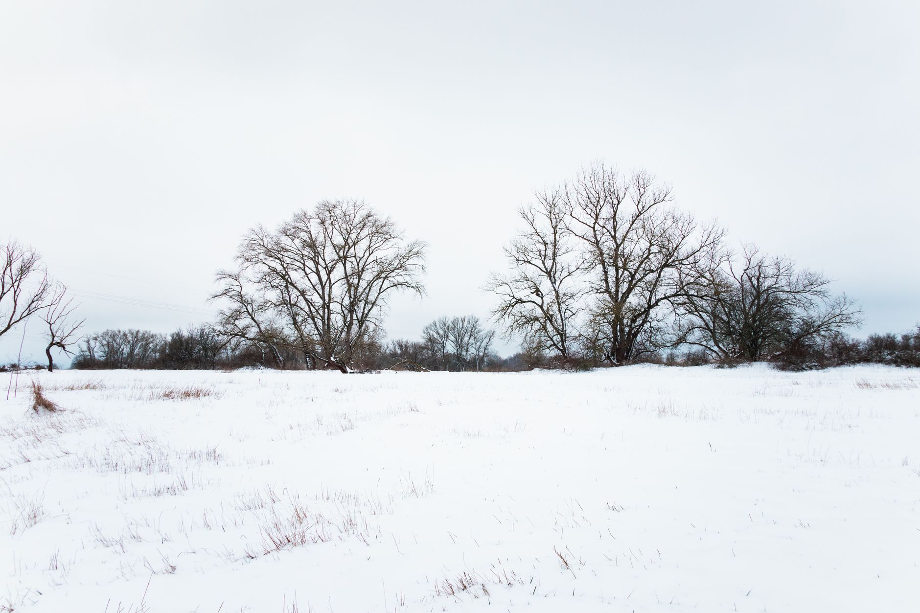 A tranquil winter scene featuring snow-covered trees and an open field under a cloudy sky.