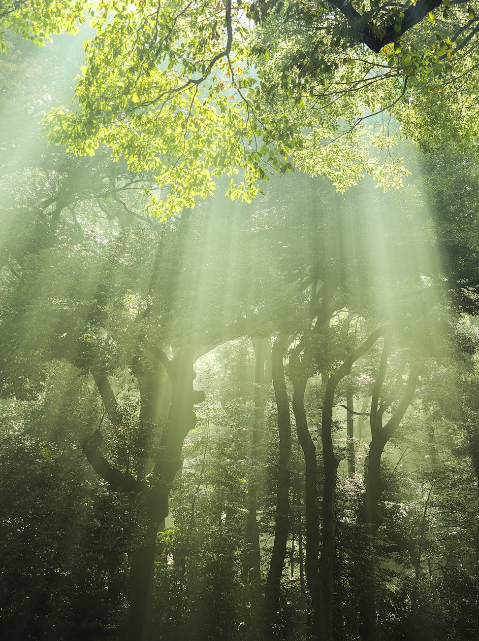 A tranquil forest scene in Tokyo with sunbeams filtering through lush green trees, evoking a sense of peace.