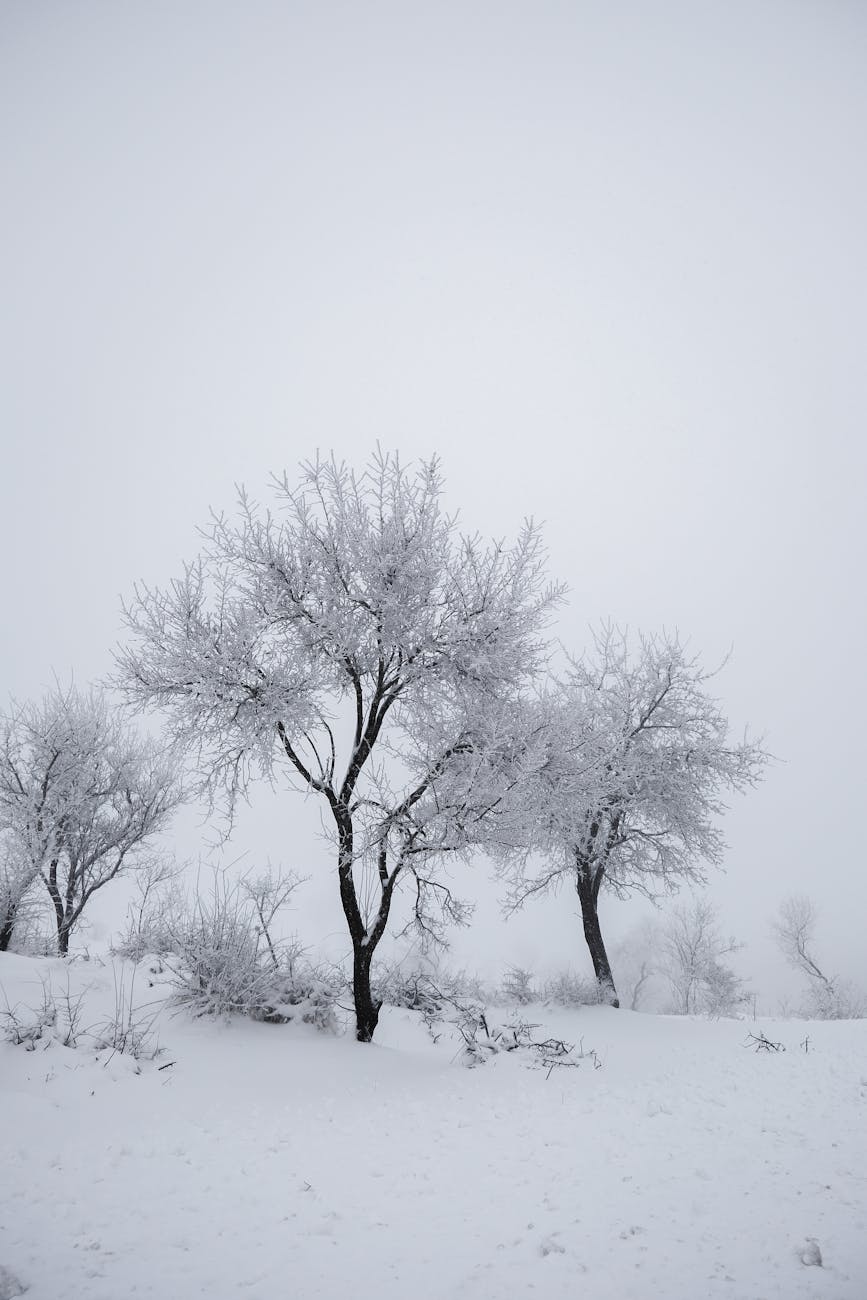 Snow-covered trees create a serene winter scene under a cloudy sky.