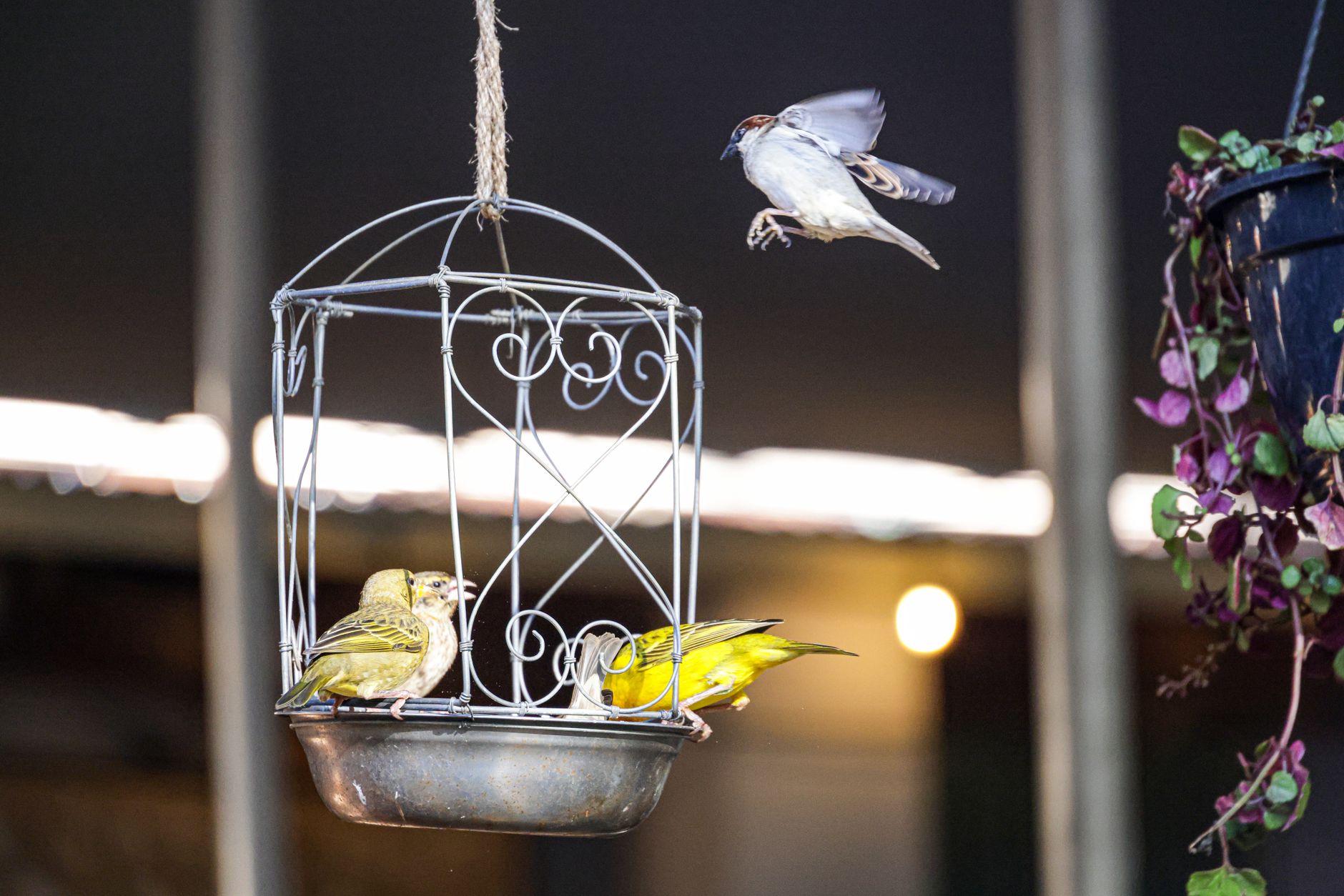 Vibrant birds feeding in a decorative hanging cage with one in flight.