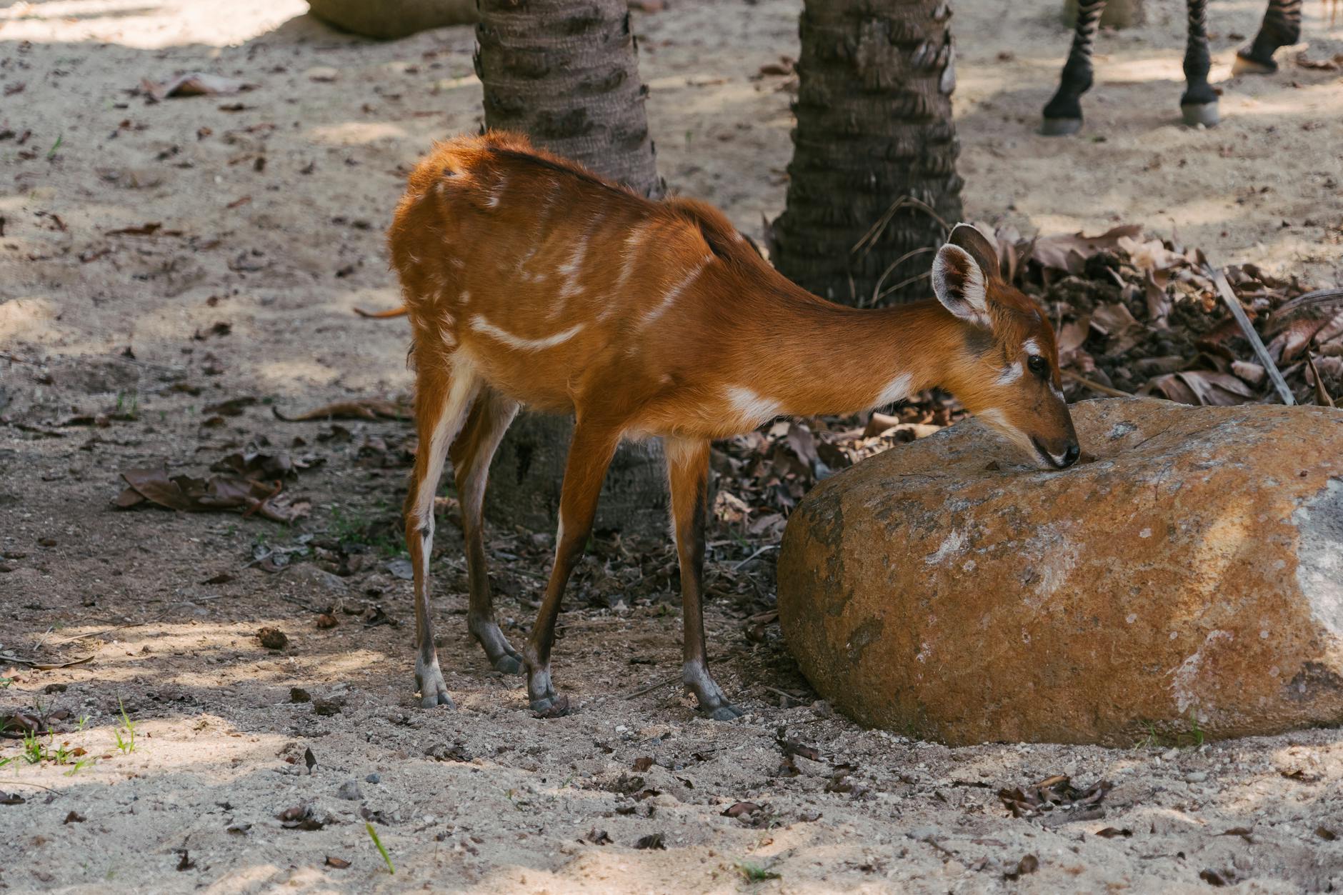 A young sitatunga calf explores its surroundings in a sandy outdoor habitat.