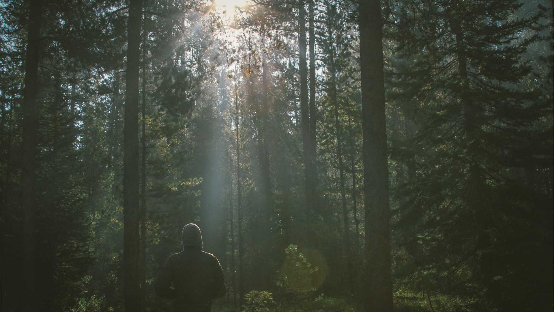 Random image from Lorem Picsum